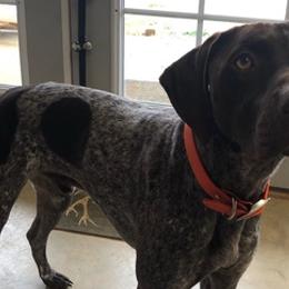 German Shorthaired Pointers from Reesor Farm