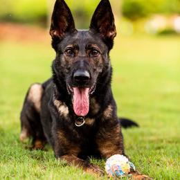 Cheyenne - Sable female German Shepherd puppy in Buford, Georgia from vom Vikos