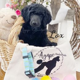 Poodle Puppies from Agape Standard Poodles