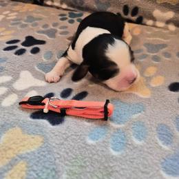 Sniper - Black white and tan male English Springer Spaniel puppy in Baton Rouge, Louisiana from Dutch Creek Kennels