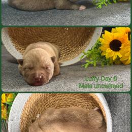 Luffy - Red and white male Siberian Husky puppy in Canton, Ohio from Bleu Skies Siberian Huskies
