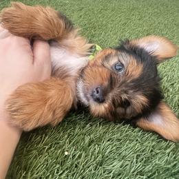 Orion - Parti male Yorkshire Terrier puppy in Riverview, Florida from Luna's Treasures