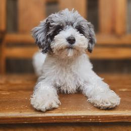 Estelle - Blue merle female Aussiedoodle puppy in Centreville, Mississippi from Trin's Designer Doodles