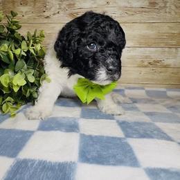 Austin - Parti male Goldendoodle puppy in Litchfield, Connecticut from Gracie Doodles CT