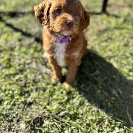Goldendoodle Puppies from Duck River Goldendoodles