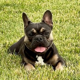 Marley - French Bulldog