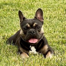 Marley - French Bulldog