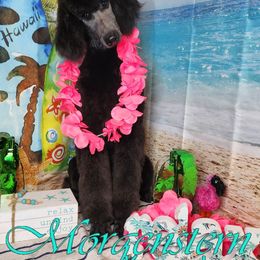 Cornbread - Blue Poodle puppy in Oklahoma from Morgenstern Kennels