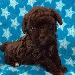 Star - Brown female Poodle puppy in Purdy, Missouri from The Dynasty