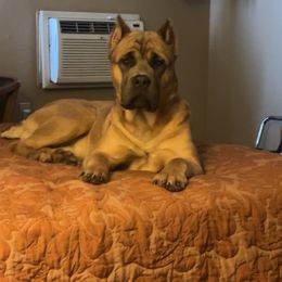 Cane Corso All Grown Up from Westland Kennels