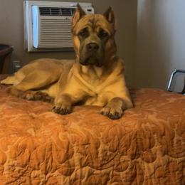Cane Corso All Grown Up from Westland Kennels
