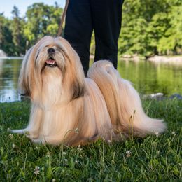 Otto - Lhasa Apso