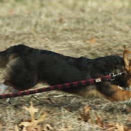 Pembroke Welsh Corgis from Havaheart Corgis