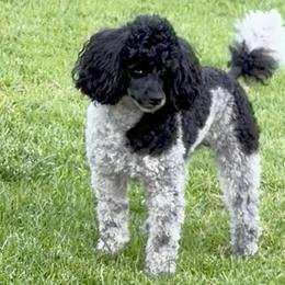 Mooki - Poodle