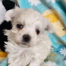 Koda - White male Maltese puppy in The Villages, Florida from My Precious Pups
