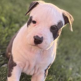 American Staffordshire Terrier Puppies from Explicit Amstaffs Of New England