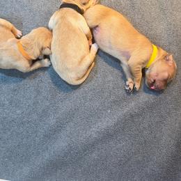 Yellow Collar - Stella - Dark golden female Golden Retriever puppy in Evansville, Wyoming from Pura Vida Golden Retrievers