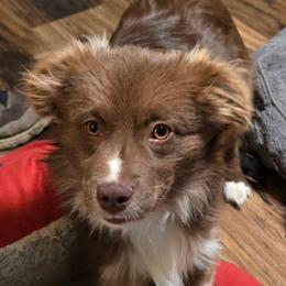 Duke - Toy Australian Shepherd