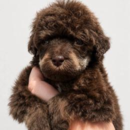 Eclair - Phantom female Poodle puppy in Grovetown, Georgia from PND Kennel