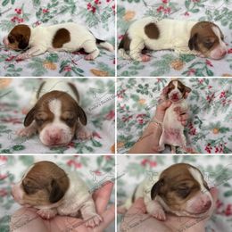 Claus - Piebald male Dachshund puppy in Gatesville, Texas from Emily’s Doxie Domain