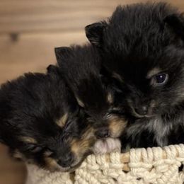 French Bulldogs and Pomeranians from Furever Puppies