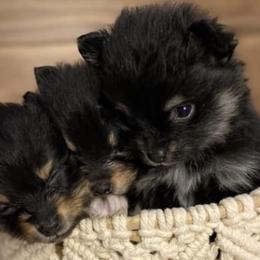 French Bulldogs and Pomeranians from Furever Puppies