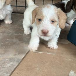 AKC Chocolate based red piebald wirehair - Piebald female Dachshund puppy in Helenville, Wisconsin from Remarkable Doxies