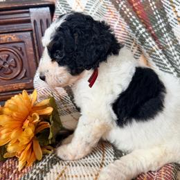 Ember (red collar-2,600) - Black and white female Bernedoodle puppy in Grandview, Texas from Big Sky Bernedoodles