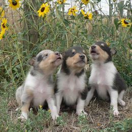 Collie Puppies from CYNDELLA COLLIES