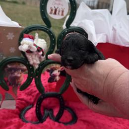 Passion - Black female Cavapoo puppy in Mount Vernon, Texas from S and J Cavapoos