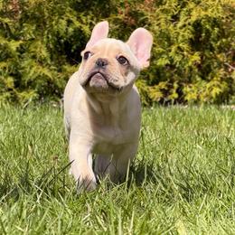 Willy - Fawn male French Bulldog puppy in Franklin, Vermont from Ranch Royale