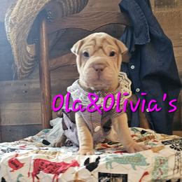 Chinese Shar-Pei Puppies from Zoey's Waggly Tails