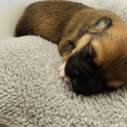 American Corgi Puppies from Montgomery Corgis