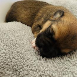 American Corgi Puppies from Montgomery Corgis