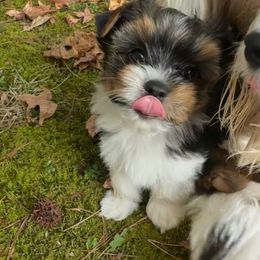 Girl 1 - Parti female Yorkshire Terrier puppy in Cullman, Alabama from Little Bark Partí Yorks