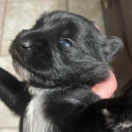 Carter - Black male Miniature Schnauzer puppy in Interlachen, Florida from Pam's Schnauzers