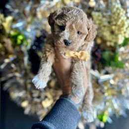 Jingle - Apricot male Poodle puppy in Adolphus, Kentucky from Deerly Poodles