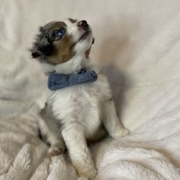 Miniature American Shepherd, Miniature Australian Shepherd, and Toy Australian Shepherd Puppies from Little Dipper mini Americans and toy Aussies