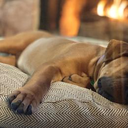 Boerboels from Sentry Boerboels