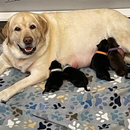 Labrador Retriever puppies from Outlaws Labradors