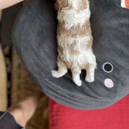 Cavalier King Charles Spaniel and Cavapoo Puppies from Larisa's Cavaliers