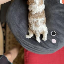 Cavalier King Charles Spaniel and Cavapoo Puppies from Larisa's Cavaliers
