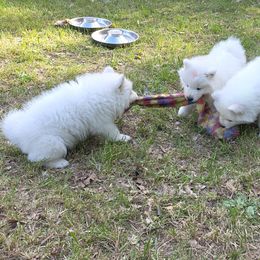 Samoyed Puppies from Limelight Samoyeds