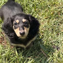 Quinlynn - Black and cream female Dachshund puppy in Call, Texas from Dachshund D’Amore