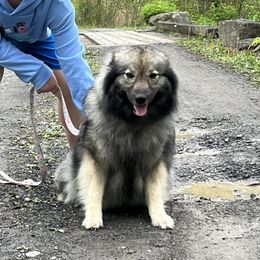 Mila - Keeshond