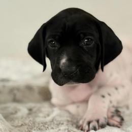 Izzy - Black and white female German Shorthaired Pointer puppy in Conroe, Texas from The Tipsy Rabbit