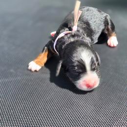 Camry - female Golden Mountain Dog puppy in Crawfordsville, Iowa from DoodleBlessings