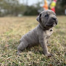 Black collar - Gray brindle male Cane Corso puppy in Opelousas, Louisiana from Azelees Cane Corso