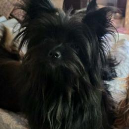 Lita - Yorkshire Terrier