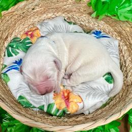 Blue collar - Light golden male Golden Retriever puppy in Ingleside, Texas from Sweetbay Goldens